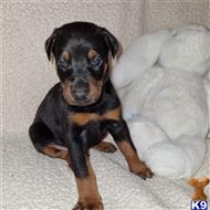 doberman pinscher puppy posted by bryanjohnsonx06