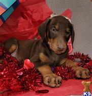 doberman pinscher puppy posted by bryanjohnsonx06