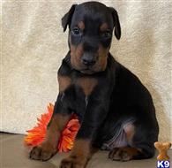 doberman pinscher puppy posted by bryanjohnsonx06