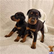 doberman pinscher puppy posted by bryanjohnsonx06