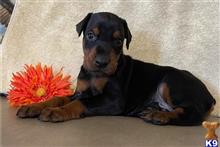 doberman pinscher puppy posted by bryanjohnsonx06