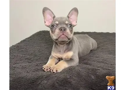 French Bulldog