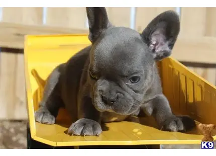 French Bulldog