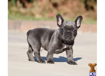 French Bulldog