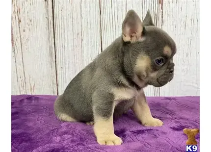 French Bulldog