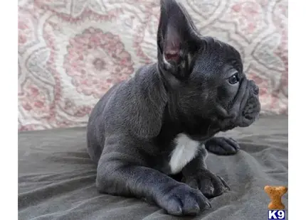 French Bulldog