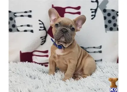 French Bulldog