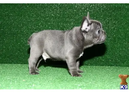 French Bulldog