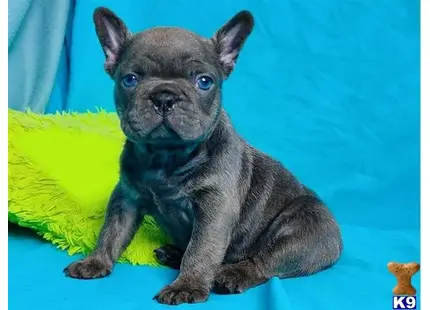 French Bulldog