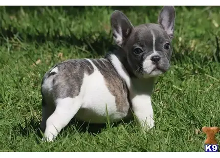 French Bulldog