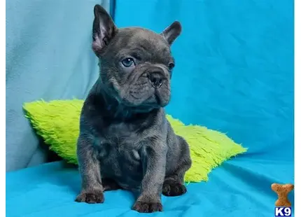 French Bulldog