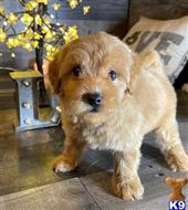 maltipoo puppy posted by bryanjohnsonx06