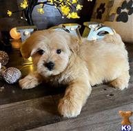 maltipoo puppy posted by bryanjohnsonx06