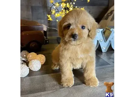 Beautiful Maltipoo Babies available Maltipoo puppy located in Los Angeles