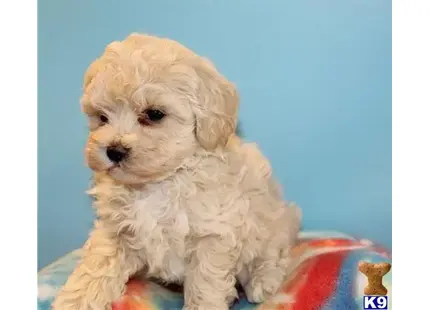 ghg available Maltipoo puppy located in Los Angeles