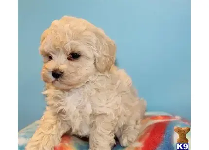 Maltipoo