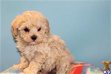 maltipoo puppy posted by bryanjohnsonx06
