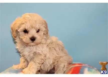 hgh available Maltipoo puppy located in Los Angeles