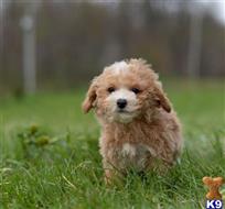 maltipoo puppy posted by bryanjohnsonx06