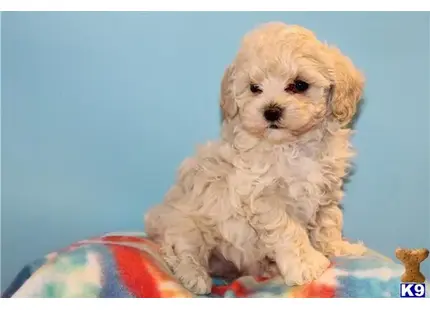 frsf available Maltipoo puppy located in Los Angeles