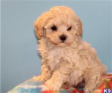 maltipoo puppy posted by bryanjohnsonx06