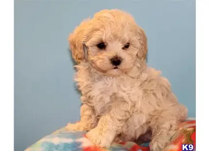 gfhgh available Maltipoo puppy located in Los Angeles