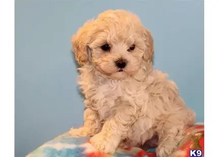 Maltipoo