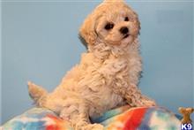 maltipoo puppy posted by bryanjohnsonx06