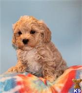 maltipoo puppy posted by bryanjohnsonx06