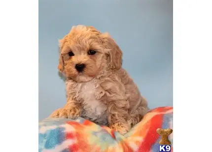 sdg available Maltipoo puppy located in Los Angeles
