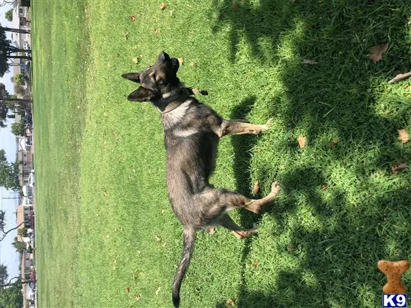 German Shepherd stud dog