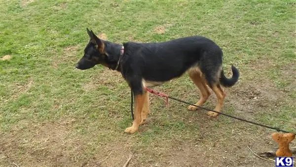 German Shepherd female dog