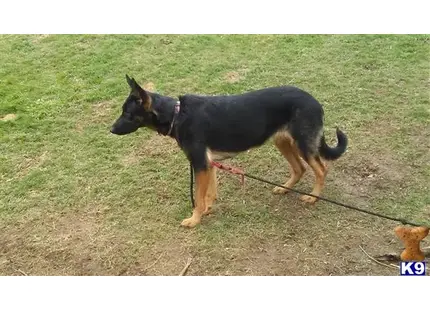 German Shepherd
