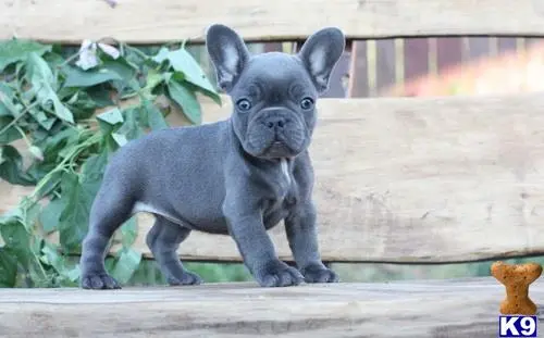 French Bulldog puppy for sale