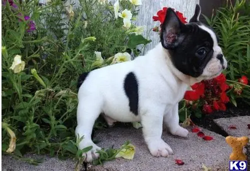 French Bulldog puppy for sale