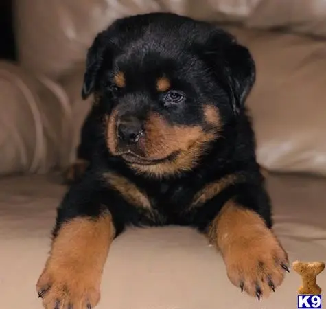 Rottweiler