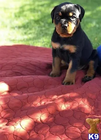 Rottweiler puppy for sale