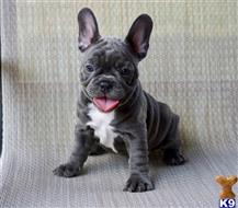 french bulldog puppy posted by bryantokafor