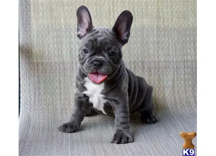 French Bulldog