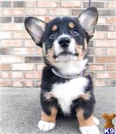 pembroke welsh corgi puppy posted by bryantokafor