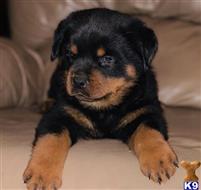 rottweiler puppy posted by bryantokafor
