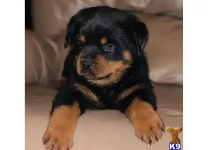 Randy available Rottweiler puppy located in Los Angeles