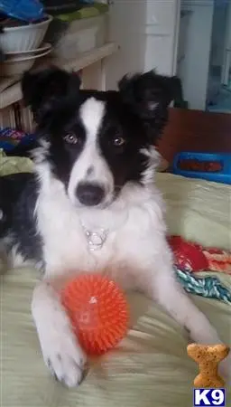 Border Collie