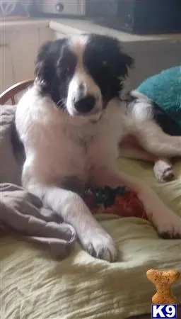 Border Collie female dog