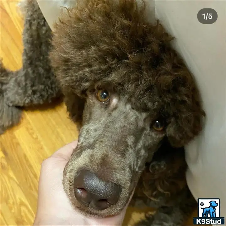 Poodle female dog