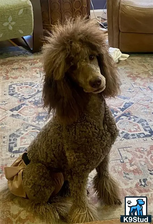 Poodle female dog