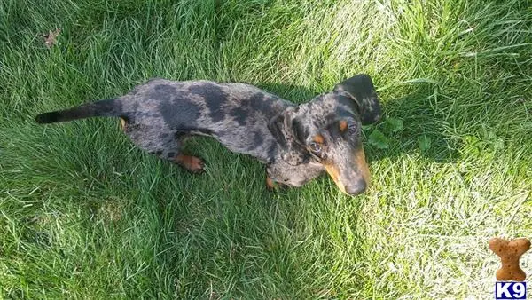 Dachshund stud dog