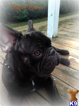 a french bulldog dog with its mouth open