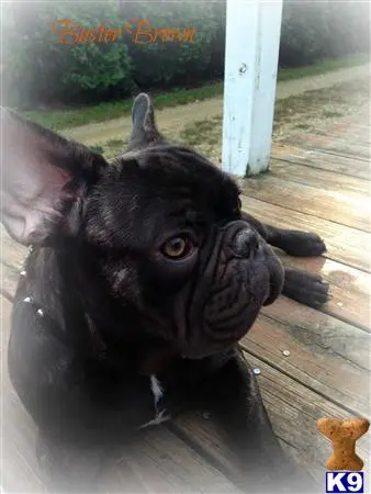 French Bulldog stud dog