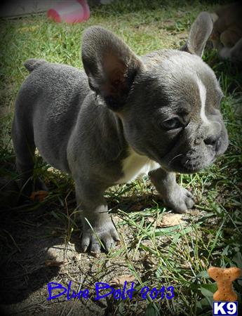 bulldog puppies for sale in michigan bulldog puppies for sale in michigan bulldog puppies for sale in michigan bulldog puppies for sale in michigan